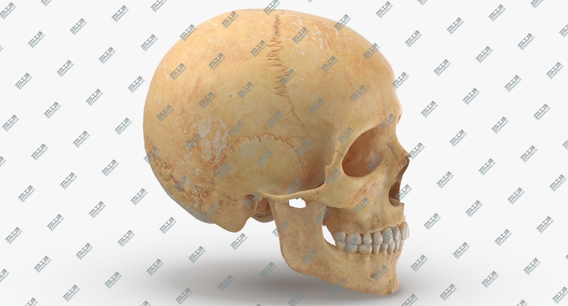 images/goods_img/202105073/3D model Real Human Male Skull Cranial 01 With Teeth/5.jpg